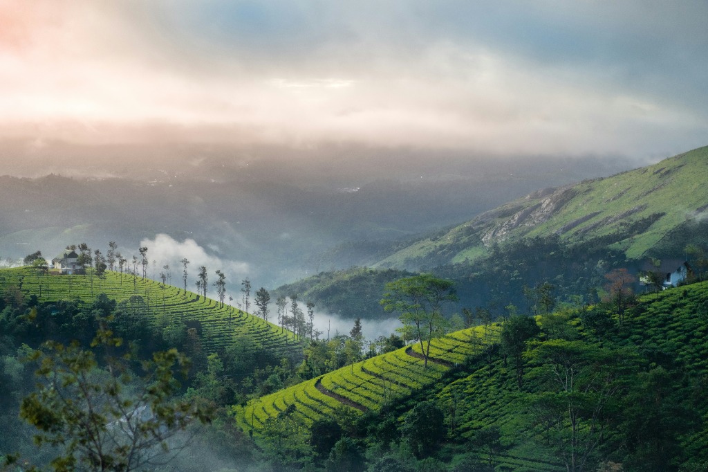 Lush green rolling hills of tea plantations covered in morning mist in Munnar, Kerala