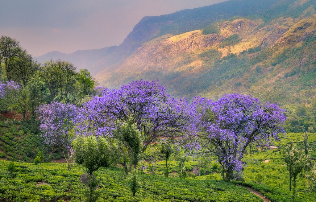 Blooming purple Neelakurinji flowers on Munnar tea hill slopes with mountain backdrop